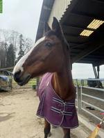 Pflege-/Spazierbeteiligung gesucht, Buhwil TG