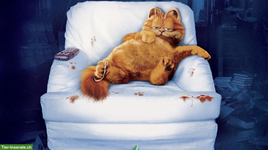 Roter Kater GESUCHT, so wie Garfield