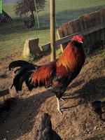 GRATIS: Appenzeller Barthuhn Hahn