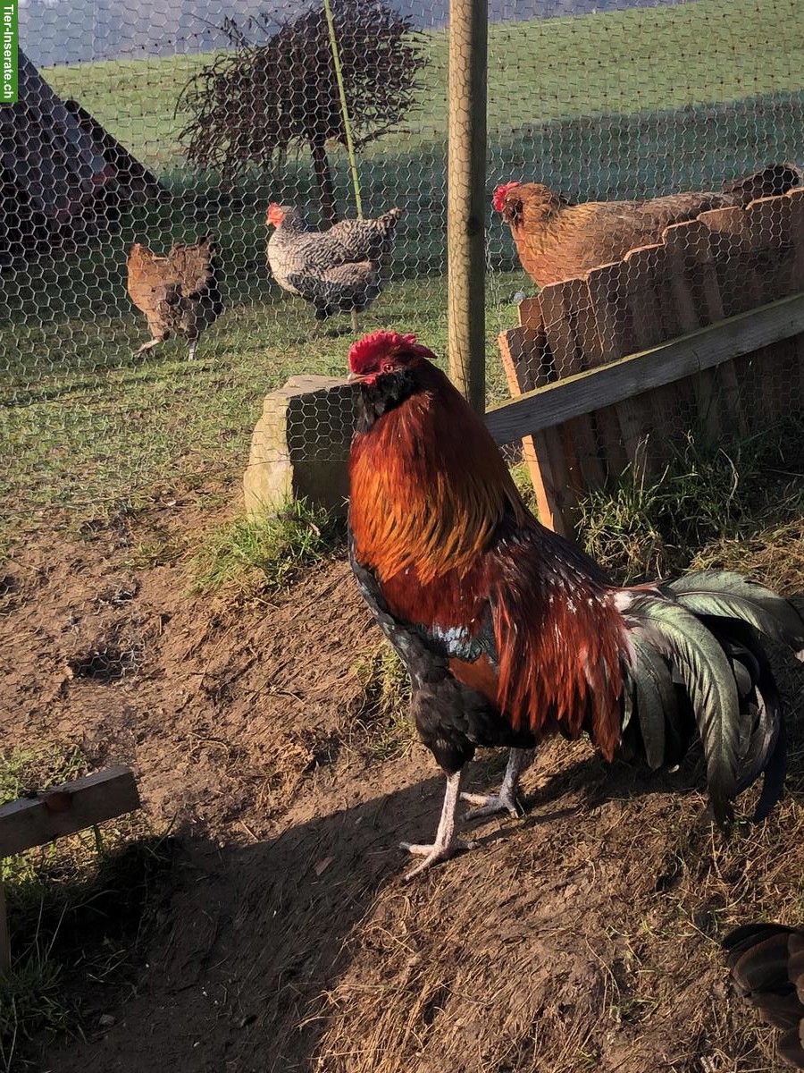 Bild 2: GRATIS: Appenzeller Barthuhn Hahn