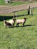 3 fleischige Schafböckli (Mischlinge) zu verkaufen