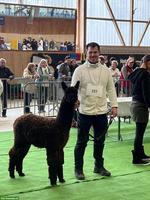 Alpakas - Therapietiere / Wander-Alpakas / tragende Stuten / Jungtiere