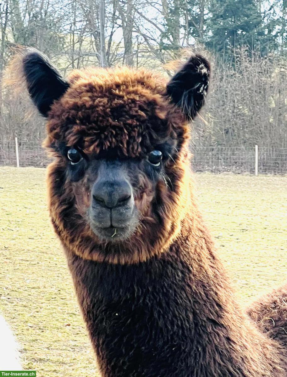 Bild 2: Alpakas - Therapietiere / Wander-Alpakas / tragende Stuten / Jungtiere