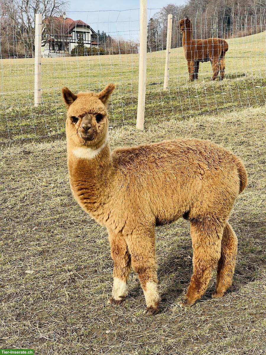 Bild 3: Alpakas - Therapietiere / Wander-Alpakas / tragende Stuten / Jungtiere