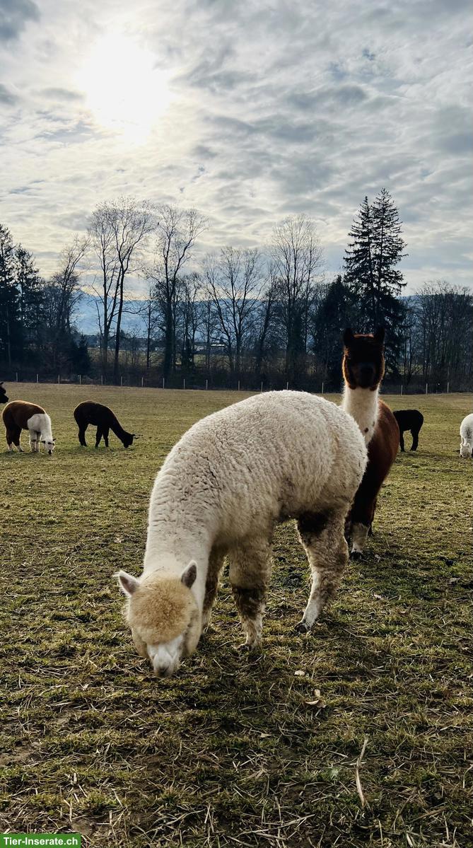 Bild 4: Alpakas - Therapietiere / Wander-Alpakas / tragende Stuten / Jungtiere