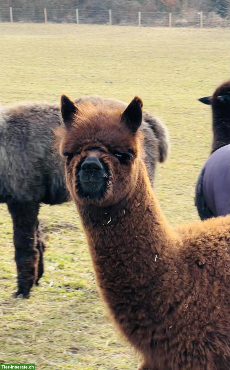 Bild 6: Alpakas - Therapietiere / Wander-Alpakas / tragende Stuten / Jungtiere