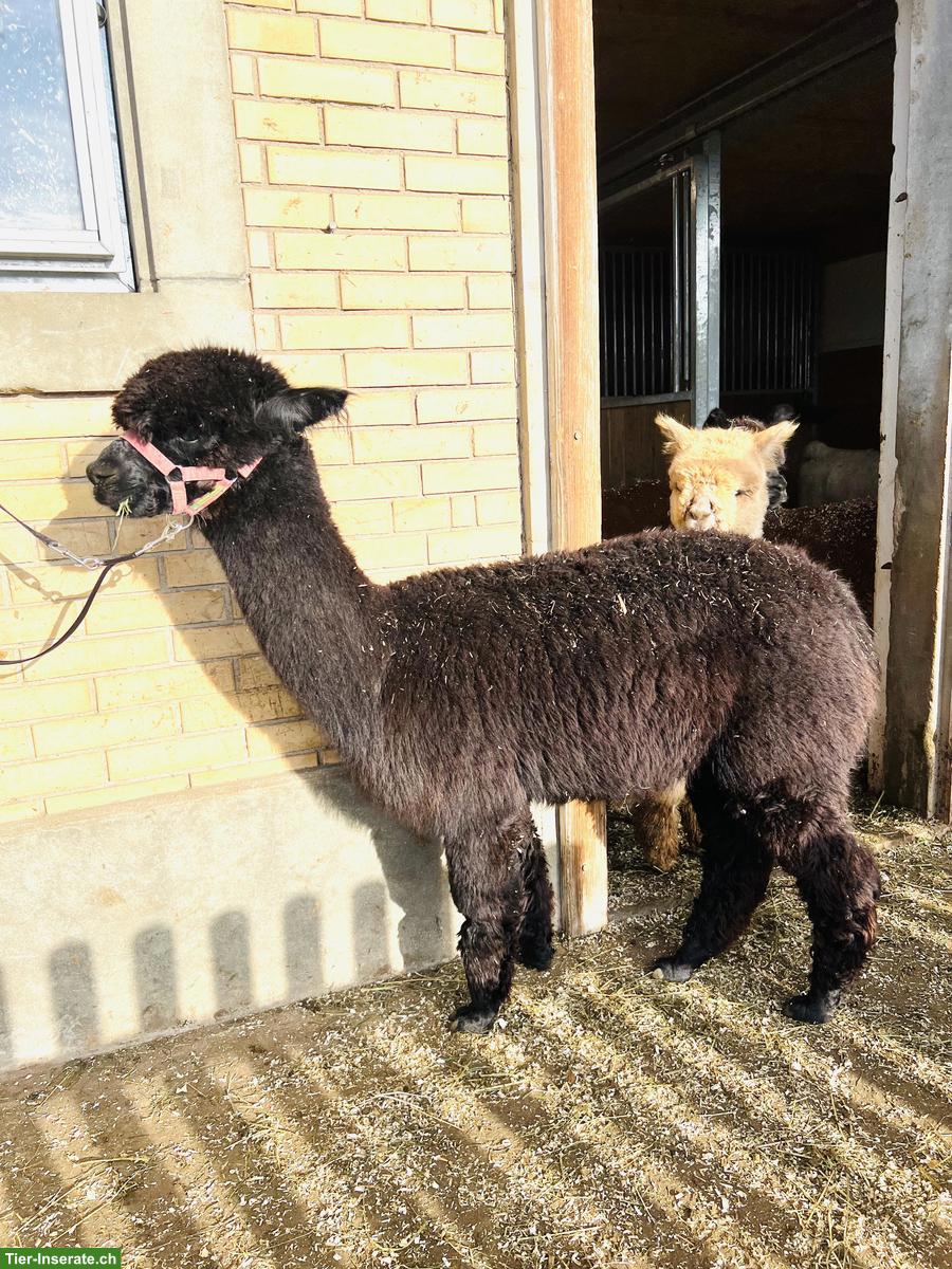 Bild 7: Alpakas - Therapietiere / Wander-Alpakas / tragende Stuten / Jungtiere