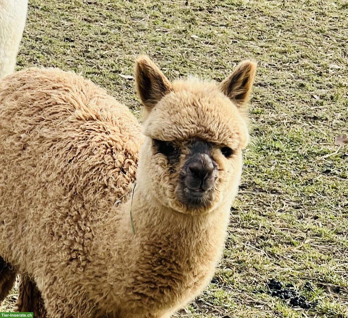 Bild 8: Alpakas - Therapietiere / Wander-Alpakas / tragende Stuten / Jungtiere