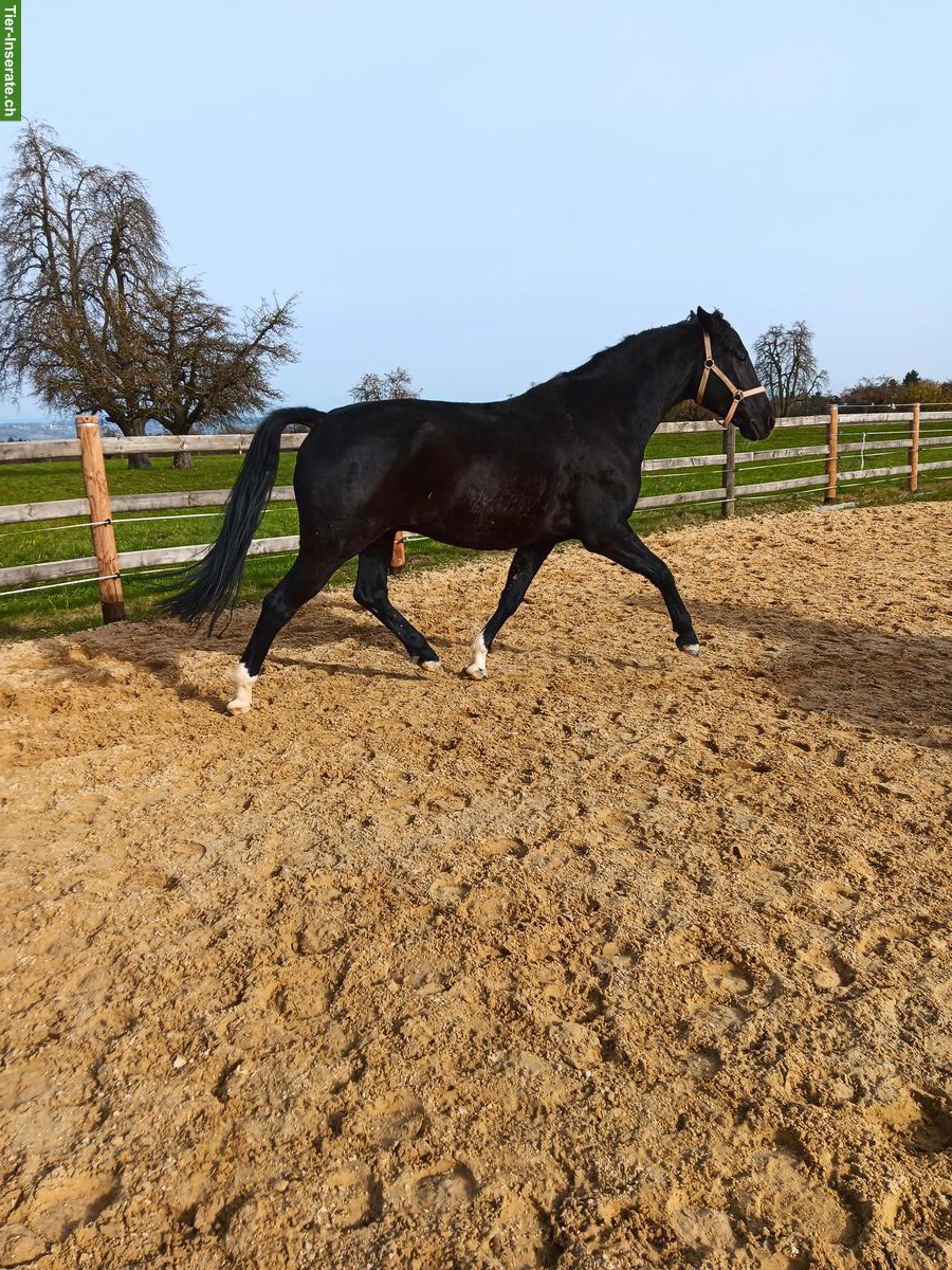 Sensibler KWPN dunkelbrauner Wallach