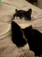 Junger Kater (schwarz-weiss) sucht neues liebevolles Zuhause