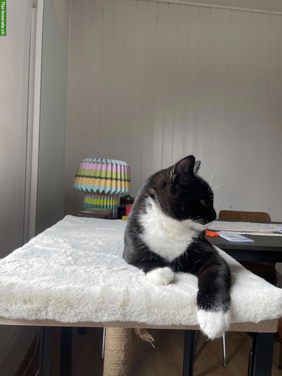 Bild 2: Junger Kater (schwarz-weiss) sucht neues liebevolles Zuhause