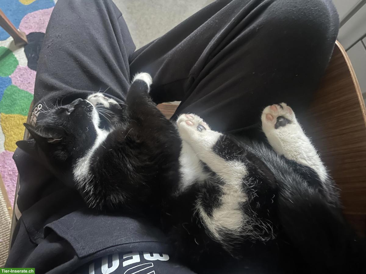 Bild 3: Junger Kater (schwarz-weiss) sucht neues liebevolles Zuhause