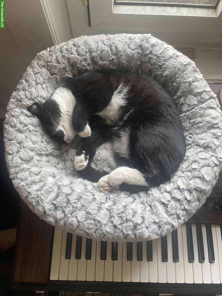 Bild 4: Junger Kater (schwarz-weiss) sucht neues liebevolles Zuhause