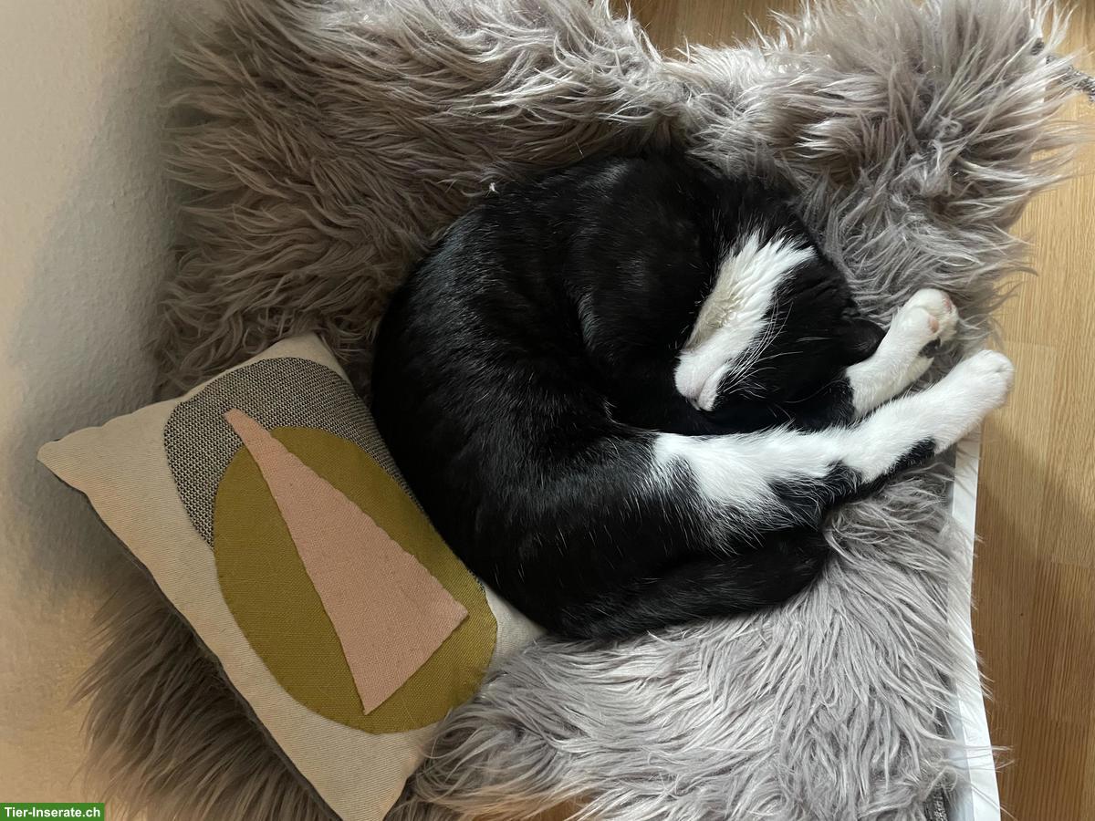 Bild 5: Junger Kater (schwarz-weiss) sucht neues liebevolles Zuhause