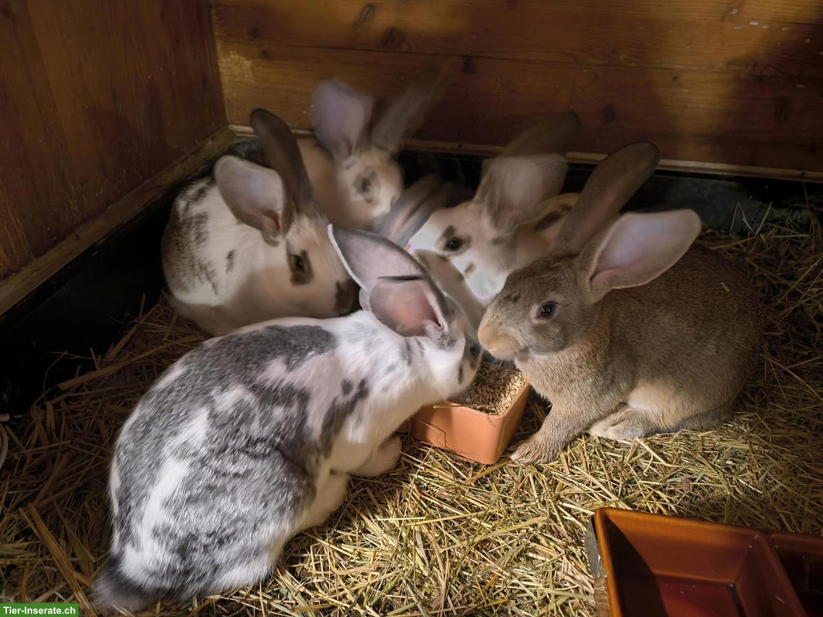 Junge Schecken Kaninchen zu verkaufen