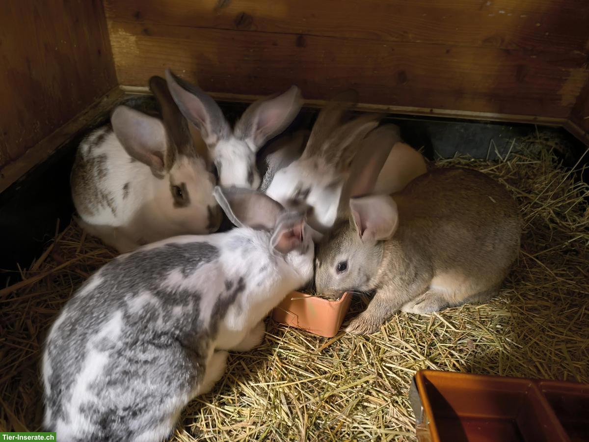 Bild 2: Junge Schecken Kaninchen zu verkaufen