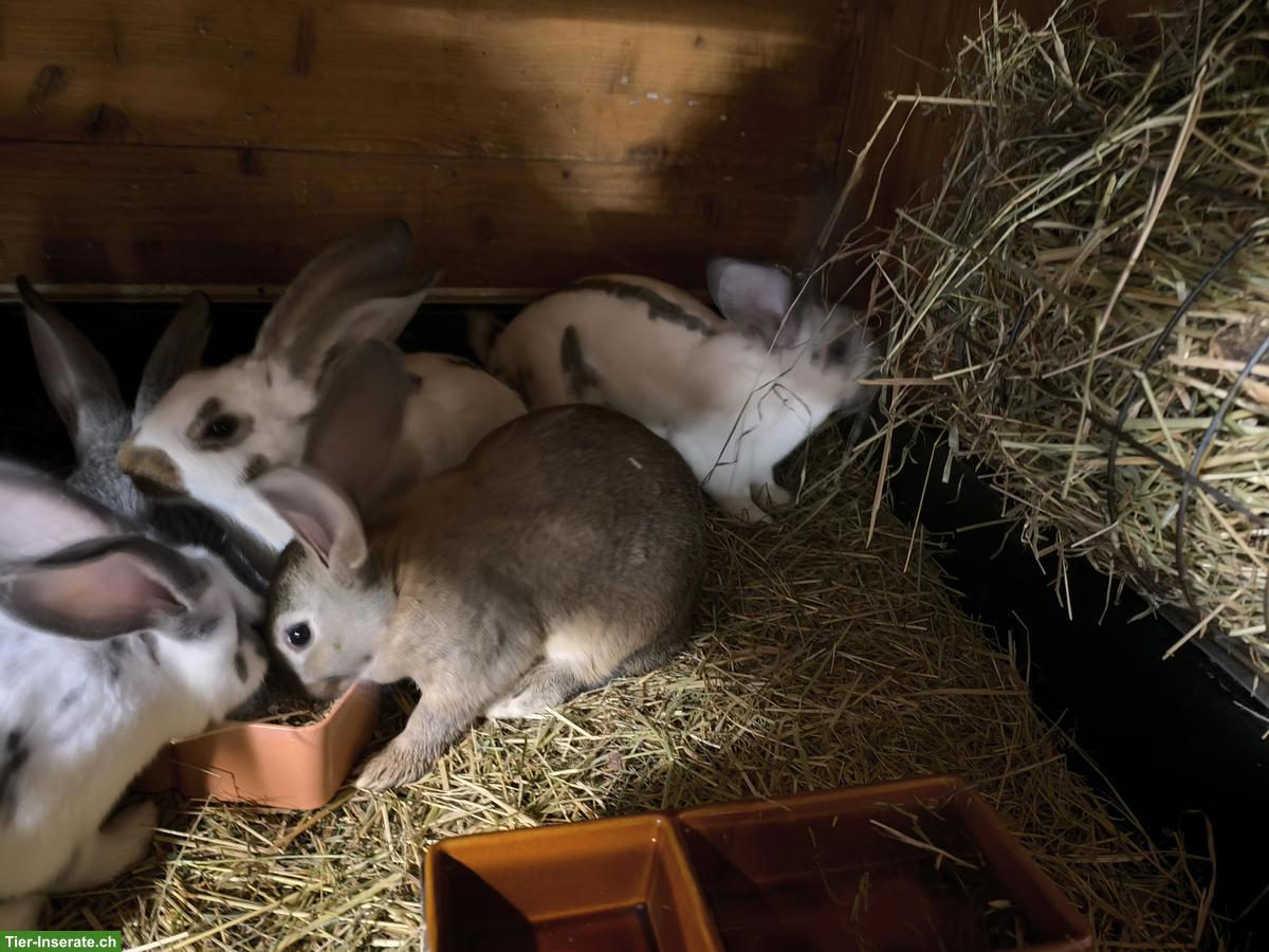 Bild 3: Junge Schecken Kaninchen zu verkaufen