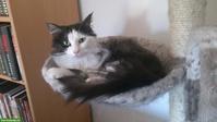 Wohnungskatze Hermia, 13-jährig, Europäische Hauskatze x Angora