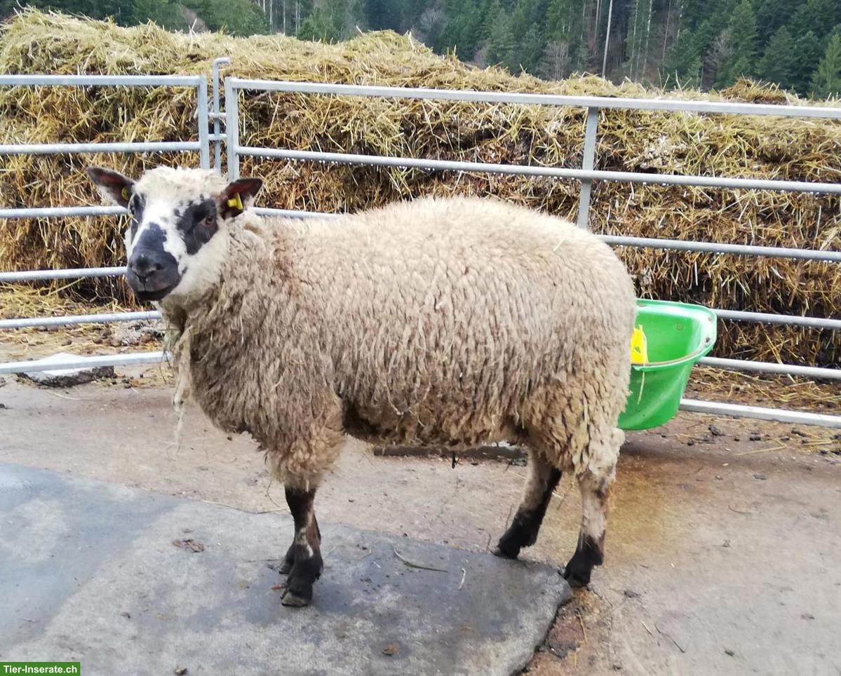 Kerryhill-Mix Schafbock zu verkaufen