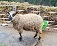 Kerryhill-Mix Schafbock zu verkaufen