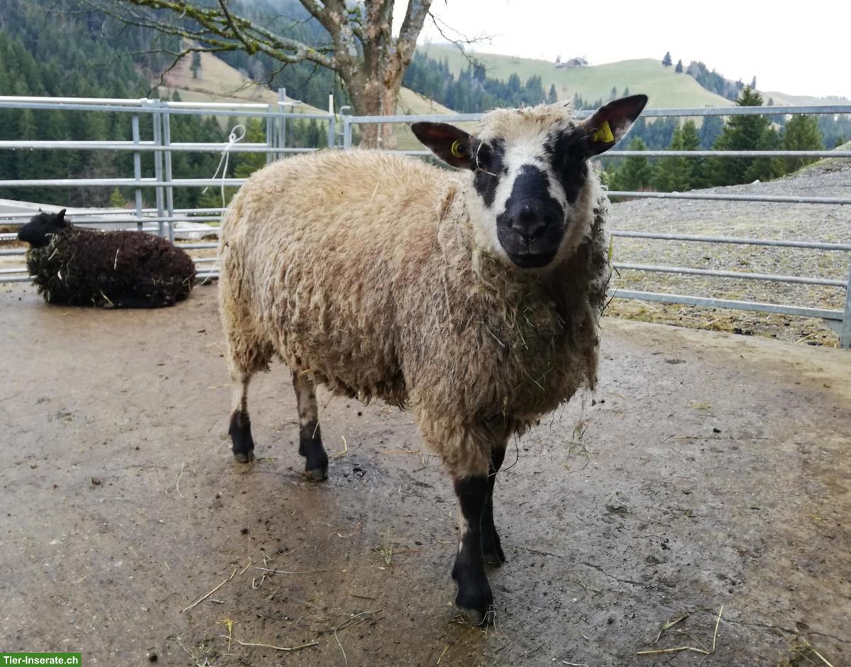 Bild 2: Kerryhill-Mix Schafbock zu verkaufen