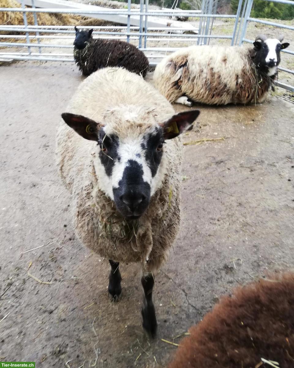 Bild 3: Kerryhill-Mix Schafbock zu verkaufen