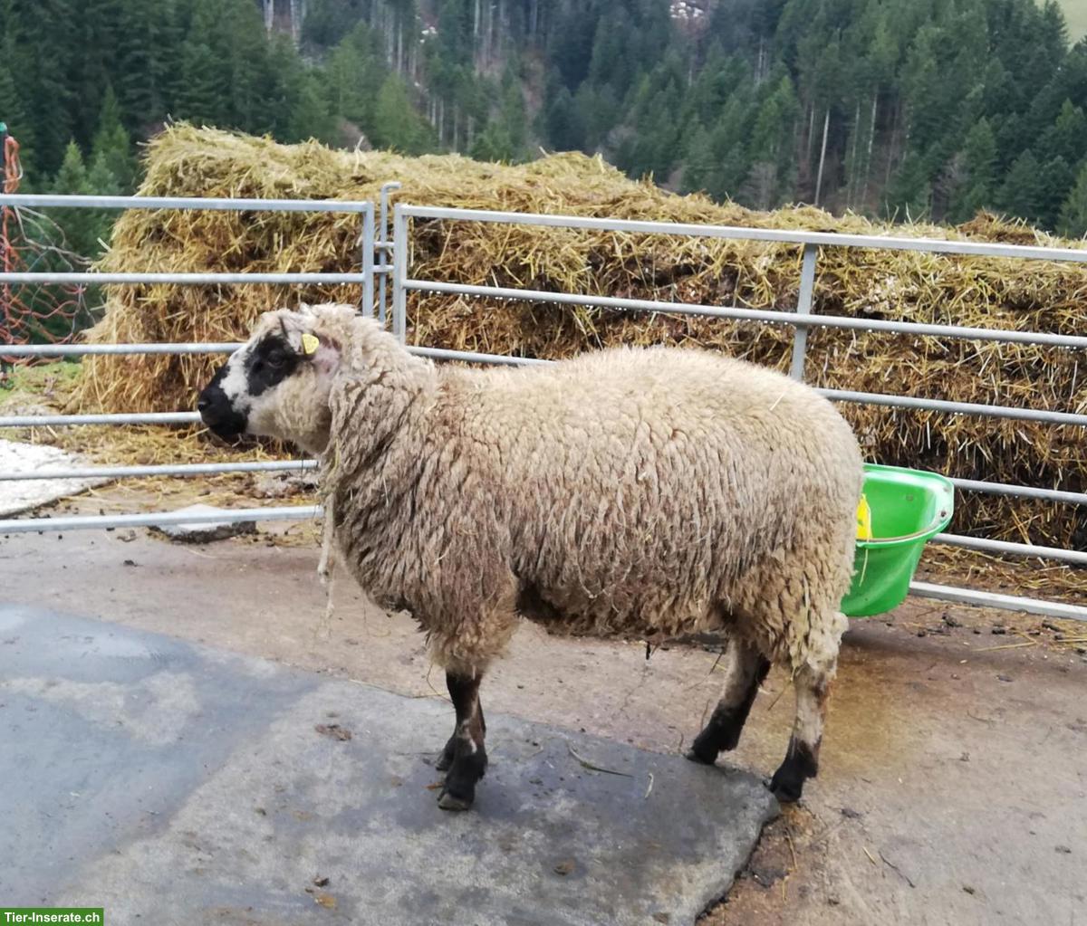 Bild 4: Kerryhill-Mix Schafbock zu verkaufen