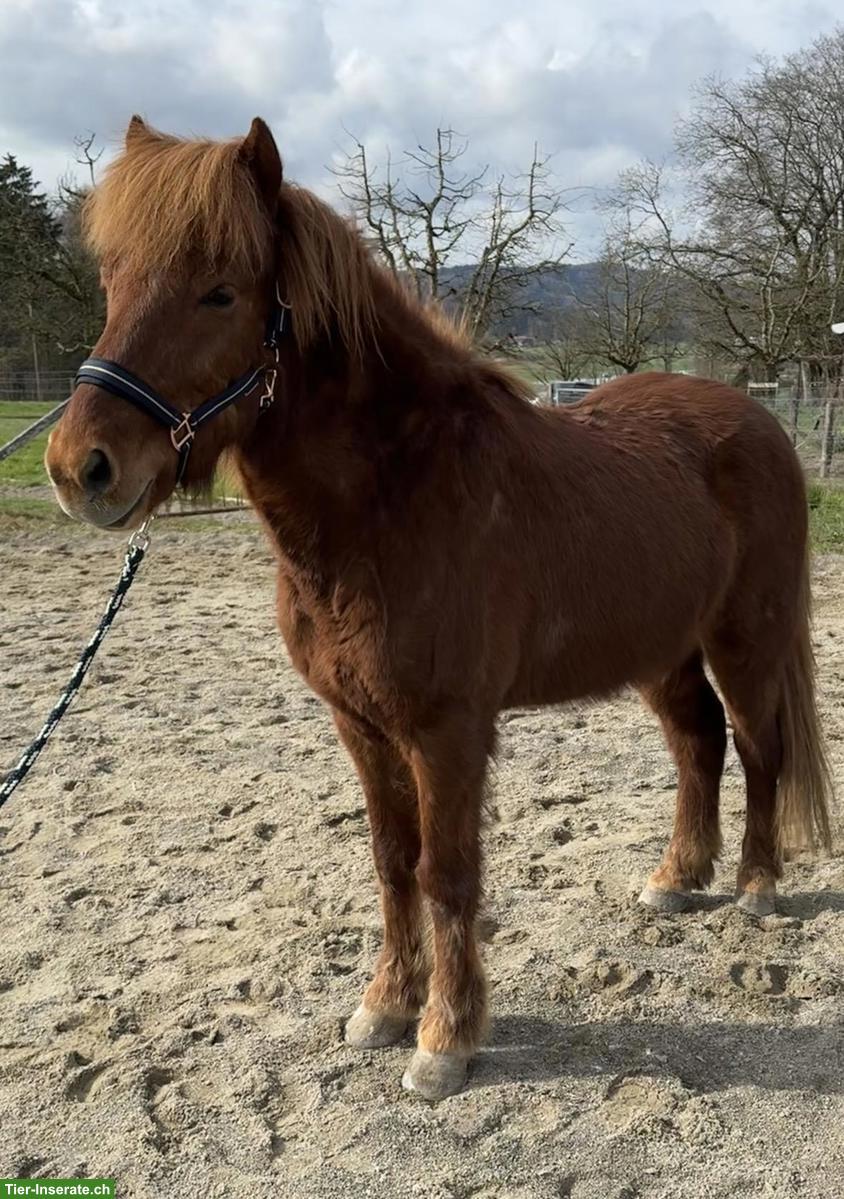 Hübscher CH-Isländer Wallach, 2013, fünfgängig