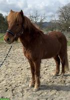 Hübscher CH-Isländer Wallach, 2013, fünfgängig