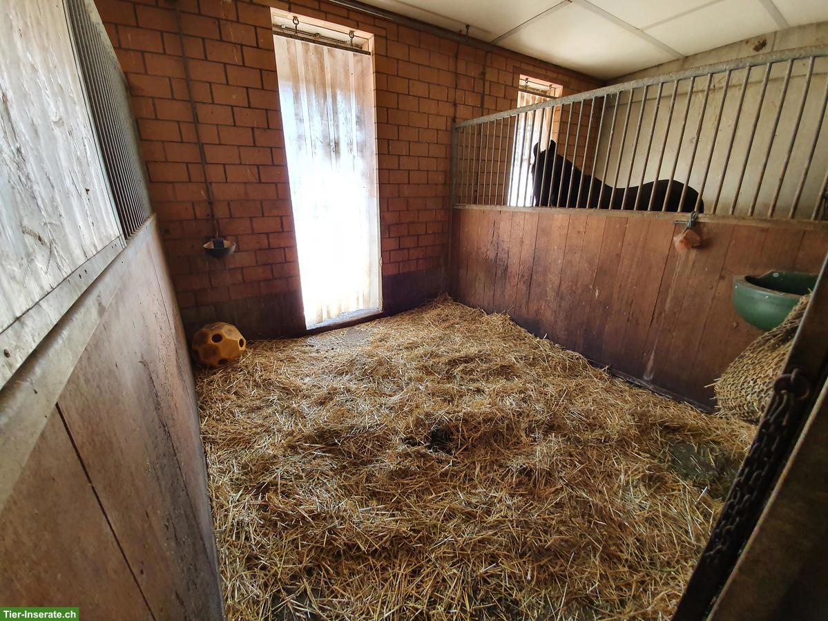 Auslaufbox frei in 3033 Wohlen bei Bern