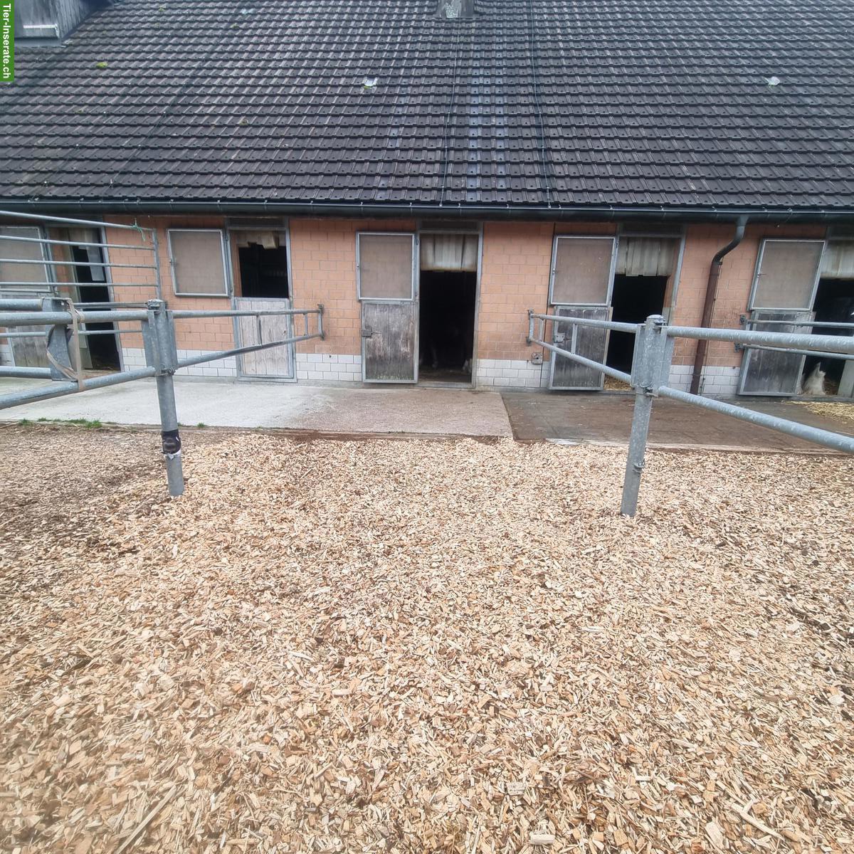 Bild 2: Auslaufbox frei in 3033 Wohlen bei Bern