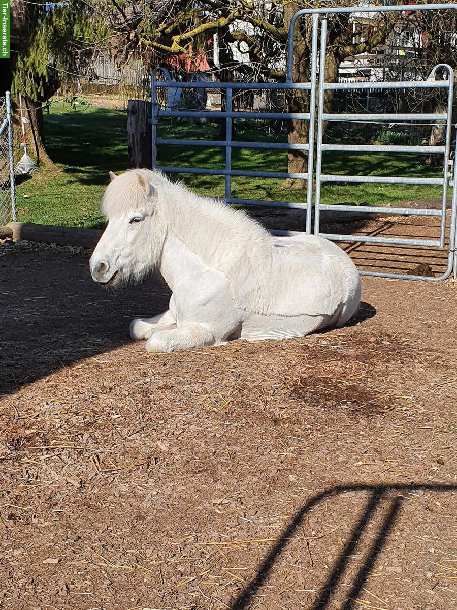Bild 3: Auslaufbox frei in 3033 Wohlen bei Bern
