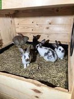 Junge Kaninchen Mischlinge