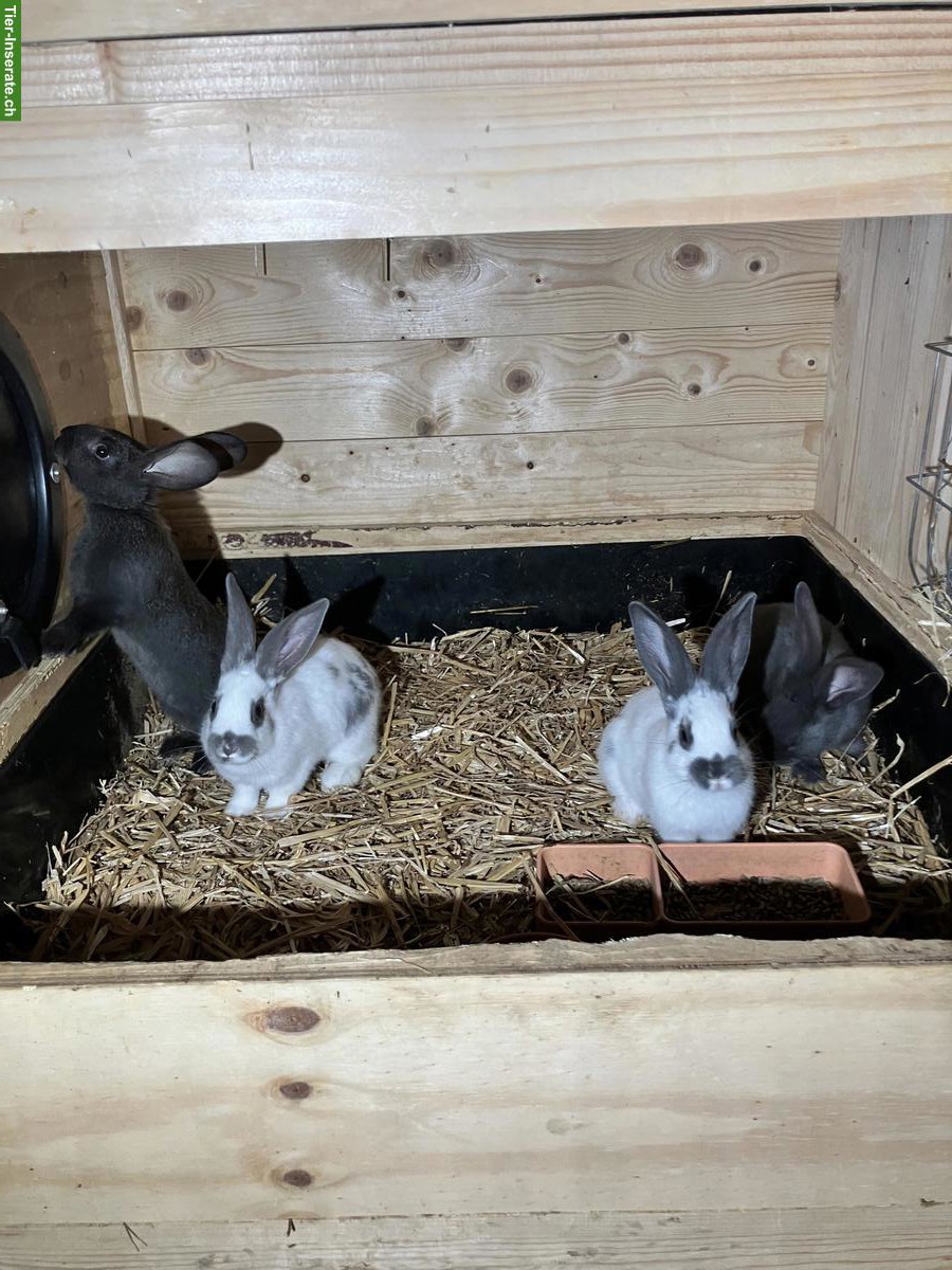 Bild 2: Junge Kaninchen Mischlinge