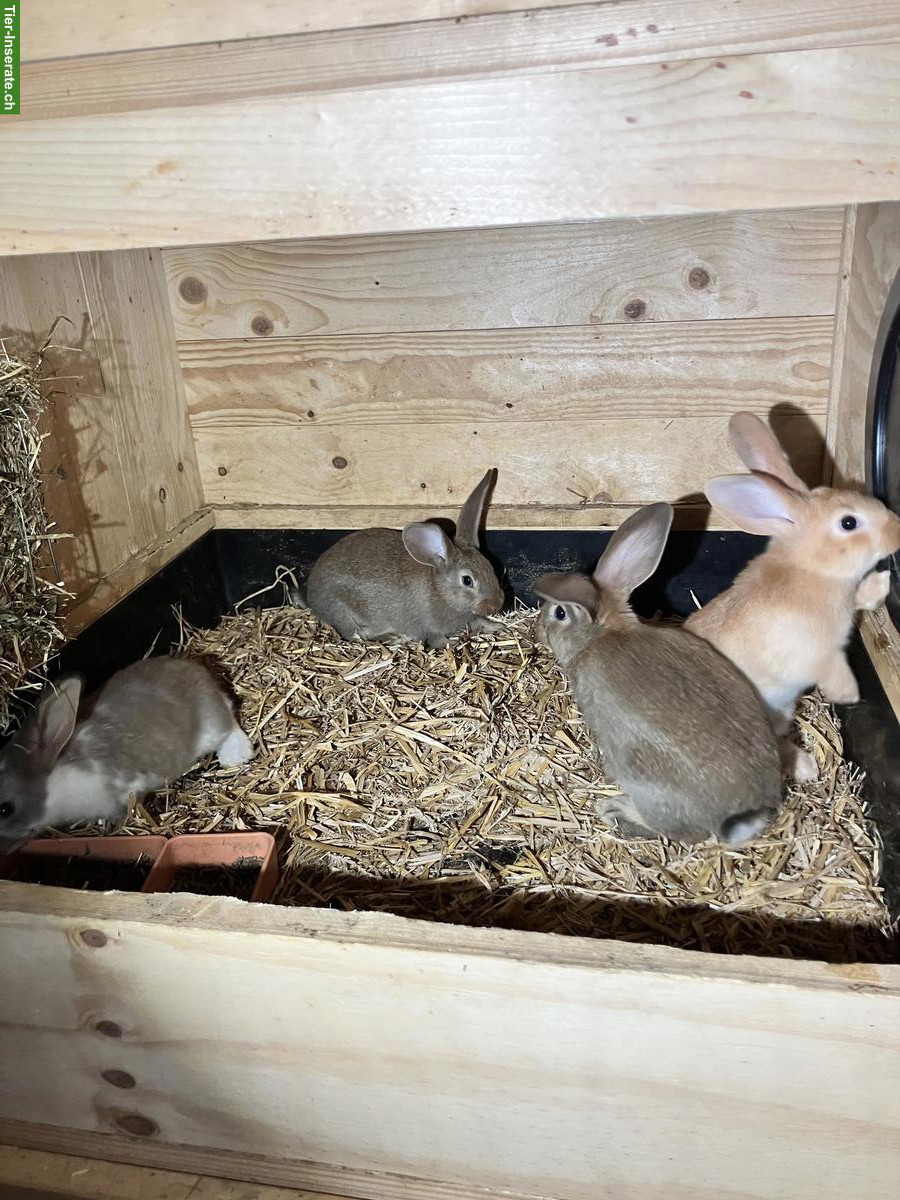 Bild 3: Junge Kaninchen Mischlinge