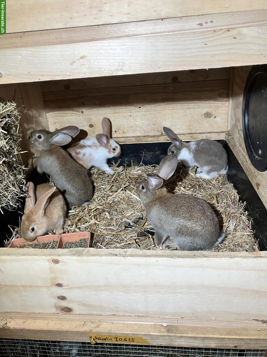 Bild 4: Junge Kaninchen Mischlinge