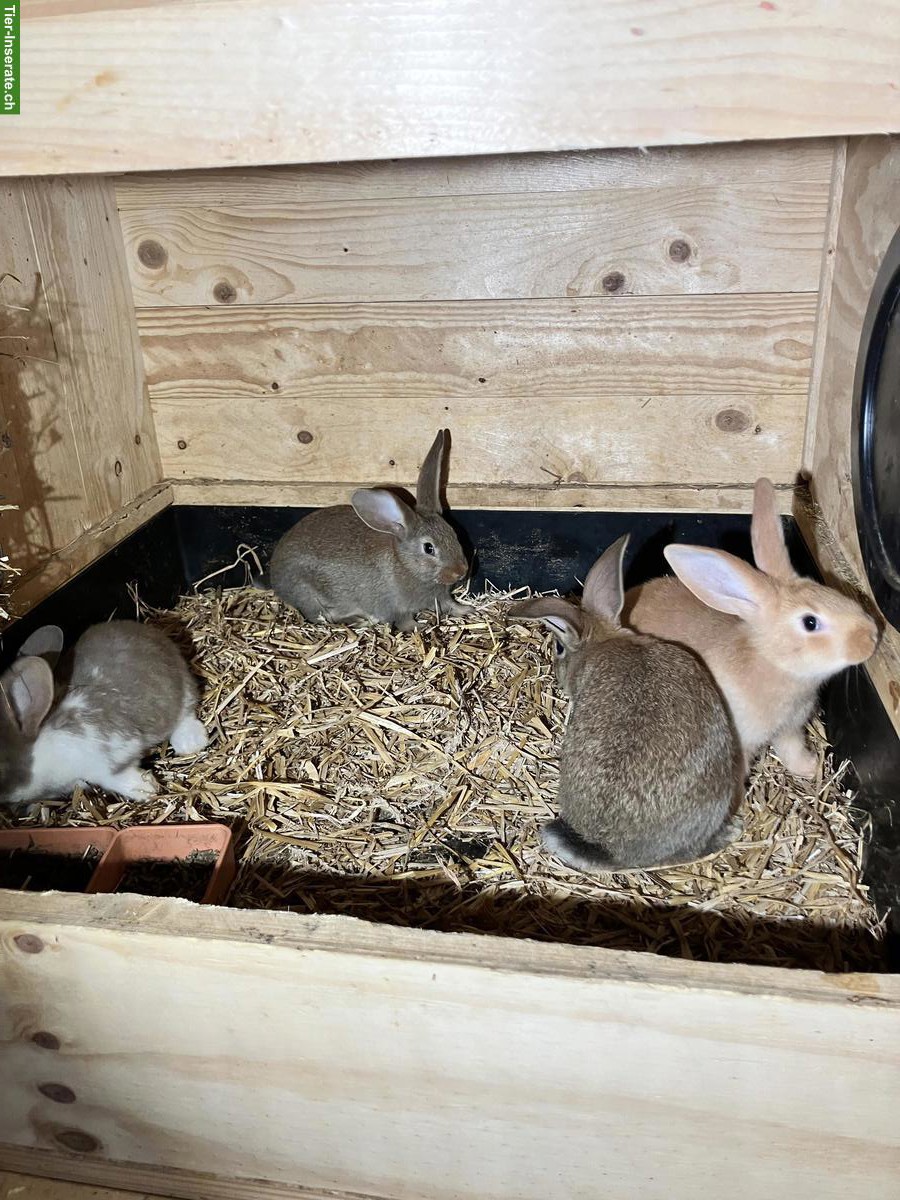 Bild 5: Junge Kaninchen Mischlinge
