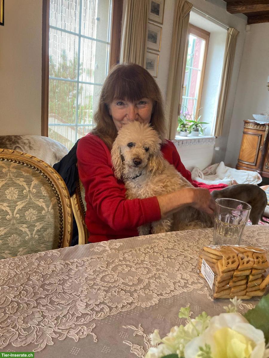 Bild 2: Biete Katzen- und Kleintiersitting in eurer Abwesenheit