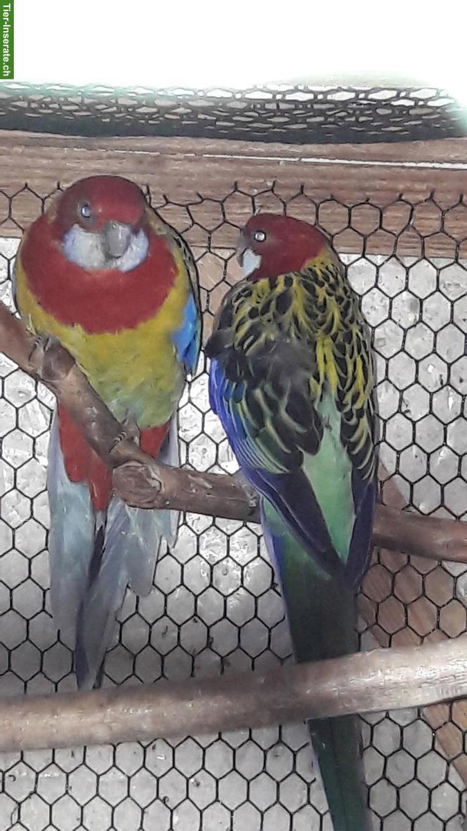 Rosellasittich Paar GESUCHT