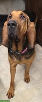 BLOODHOUND Hunde Mädchen sucht ein Zuhause