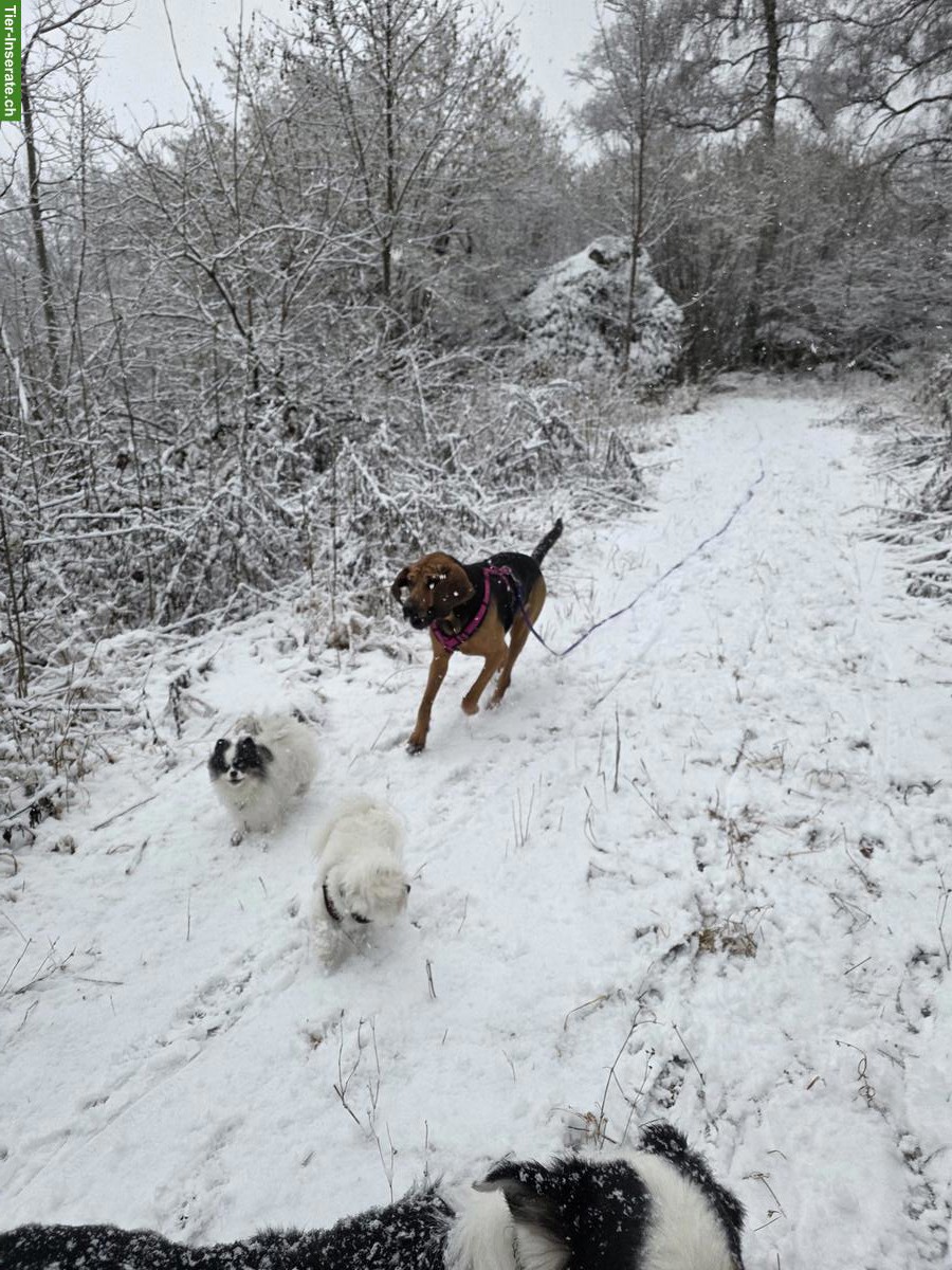 Bild 2: BLOODHOUND Hunde Mädchen sucht ein Zuhause