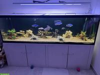 Grosses Aquarium mit Barschen + Welsen inkl. Möbel, Filter, Lampe