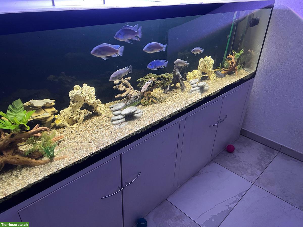 Bild 2: Grosses Aquarium mit Barschen + Welsen inkl. Möbel, Filter, Lampe