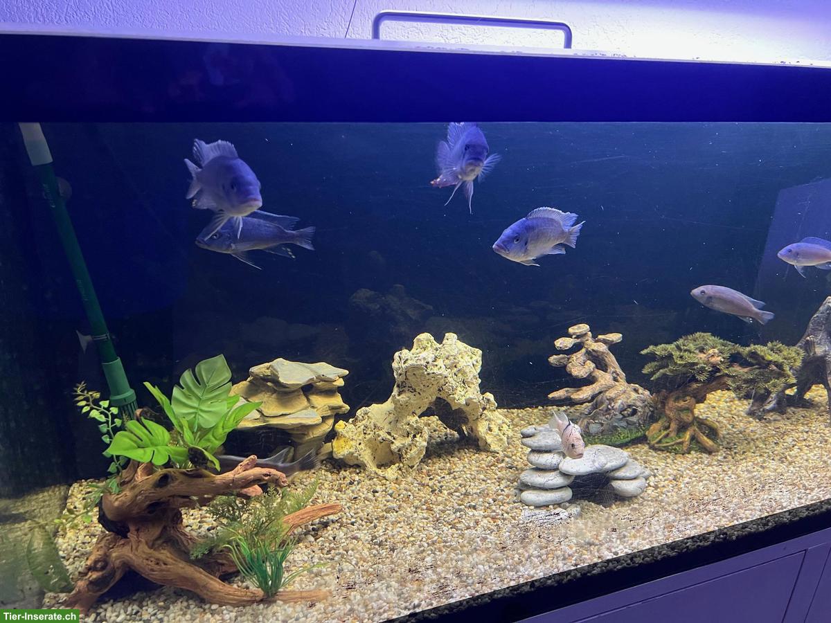 Bild 3: Grosses Aquarium mit Barschen + Welsen inkl. Möbel, Filter, Lampe
