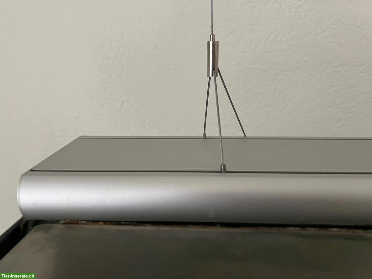 Bild 4: Grosses Aquarium mit Barschen + Welsen inkl. Möbel, Filter, Lampe