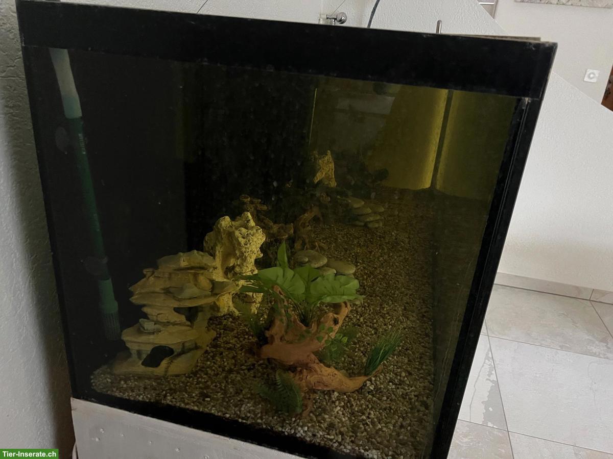 Bild 7: Grosses Aquarium mit Barschen + Welsen inkl. Möbel, Filter, Lampe