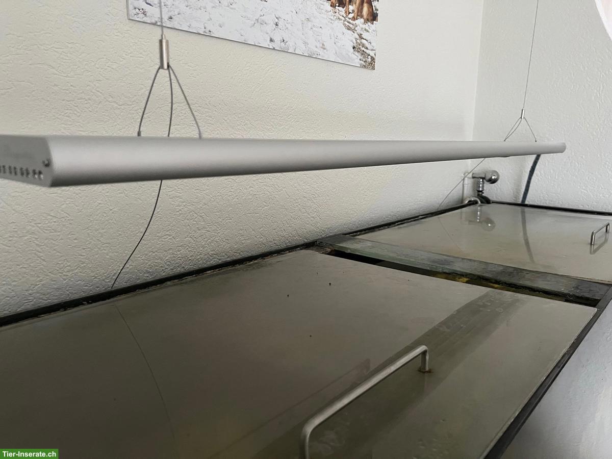 Bild 8: Grosses Aquarium mit Barschen + Welsen inkl. Möbel, Filter, Lampe