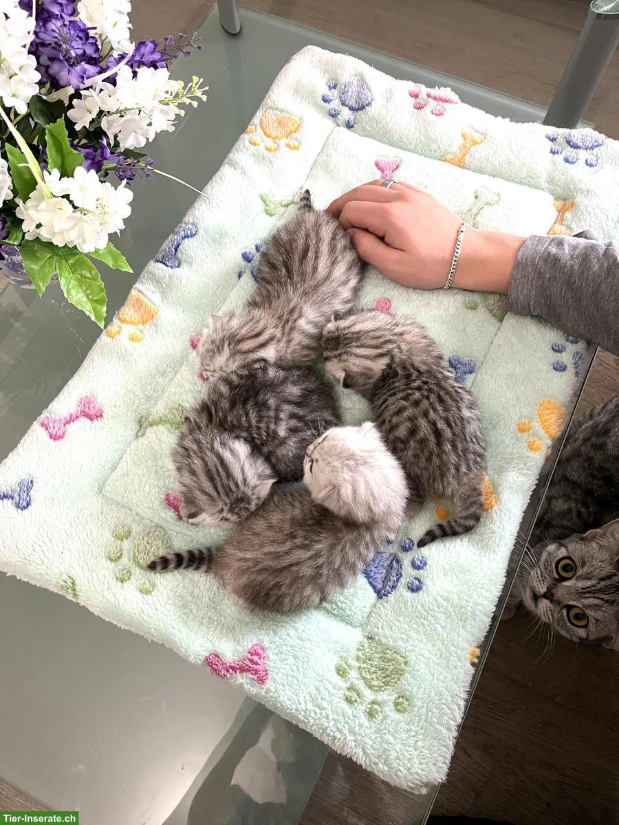 Reinrassige BKH Kitten suchen neues Zuhause