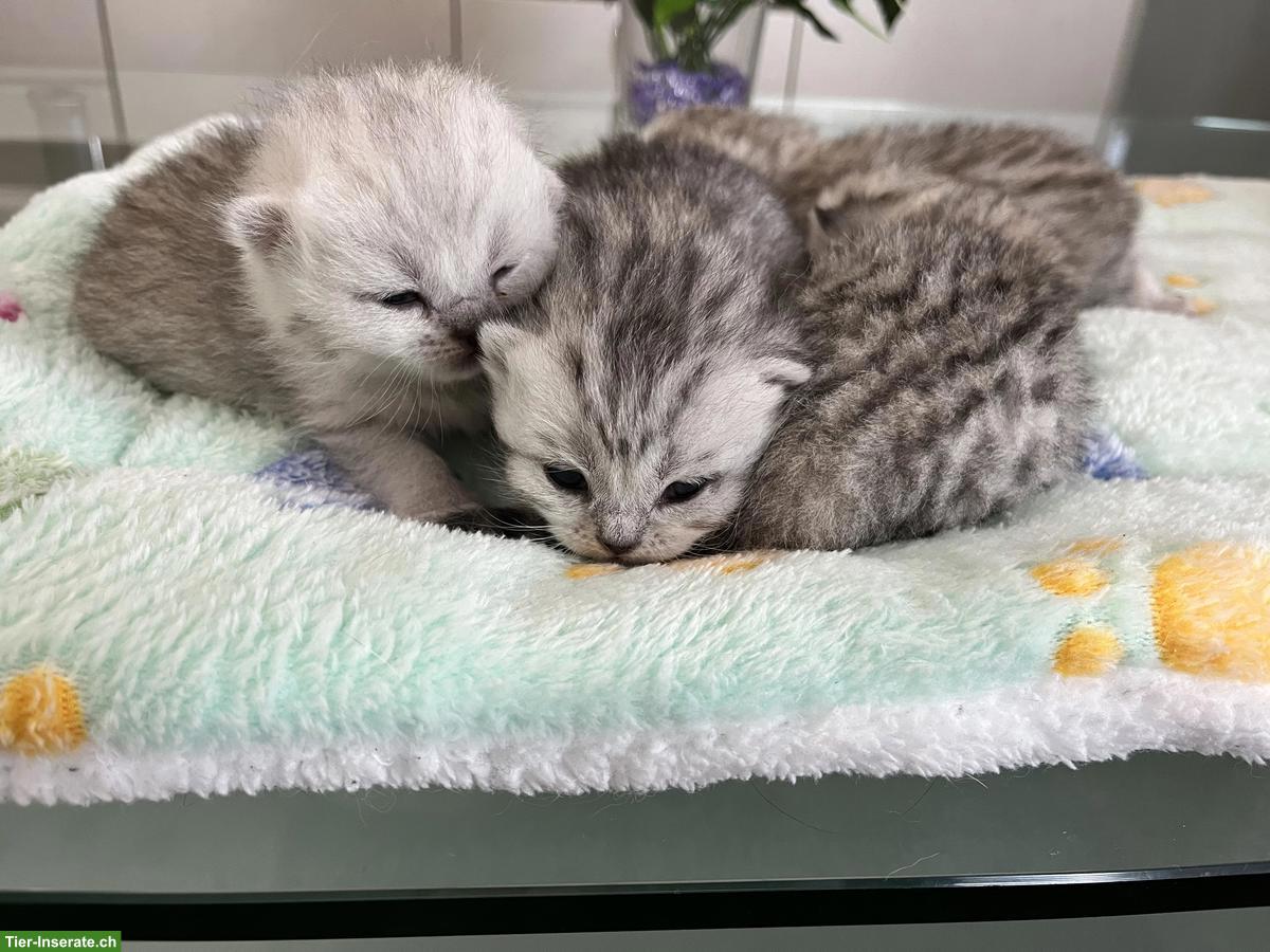 Bild 2: Reinrassige BKH Kitten suchen neues Zuhause