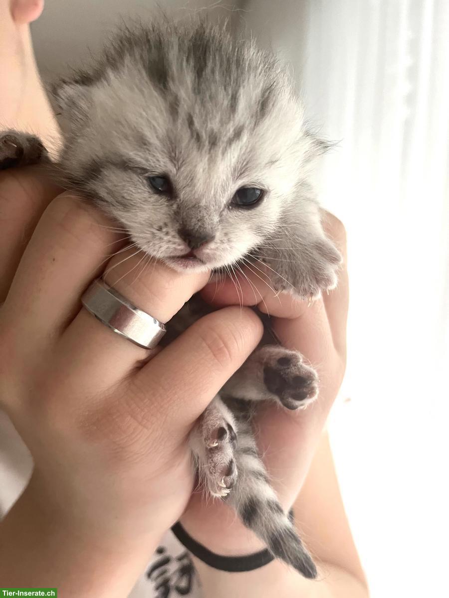 Bild 3: Reinrassige BKH Kitten suchen neues Zuhause